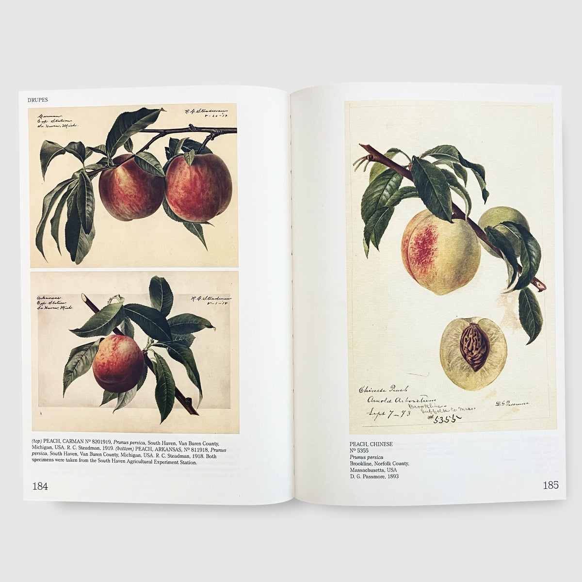 An Illustrated Catalog of American Fruits & Nuts Post Architecture Books