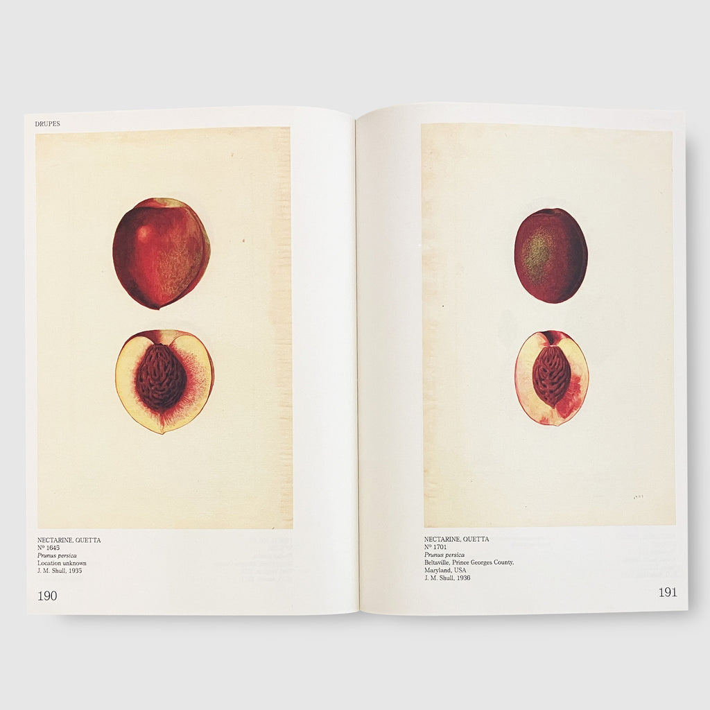 An Illustrated Catalog of American Fruits & Nuts