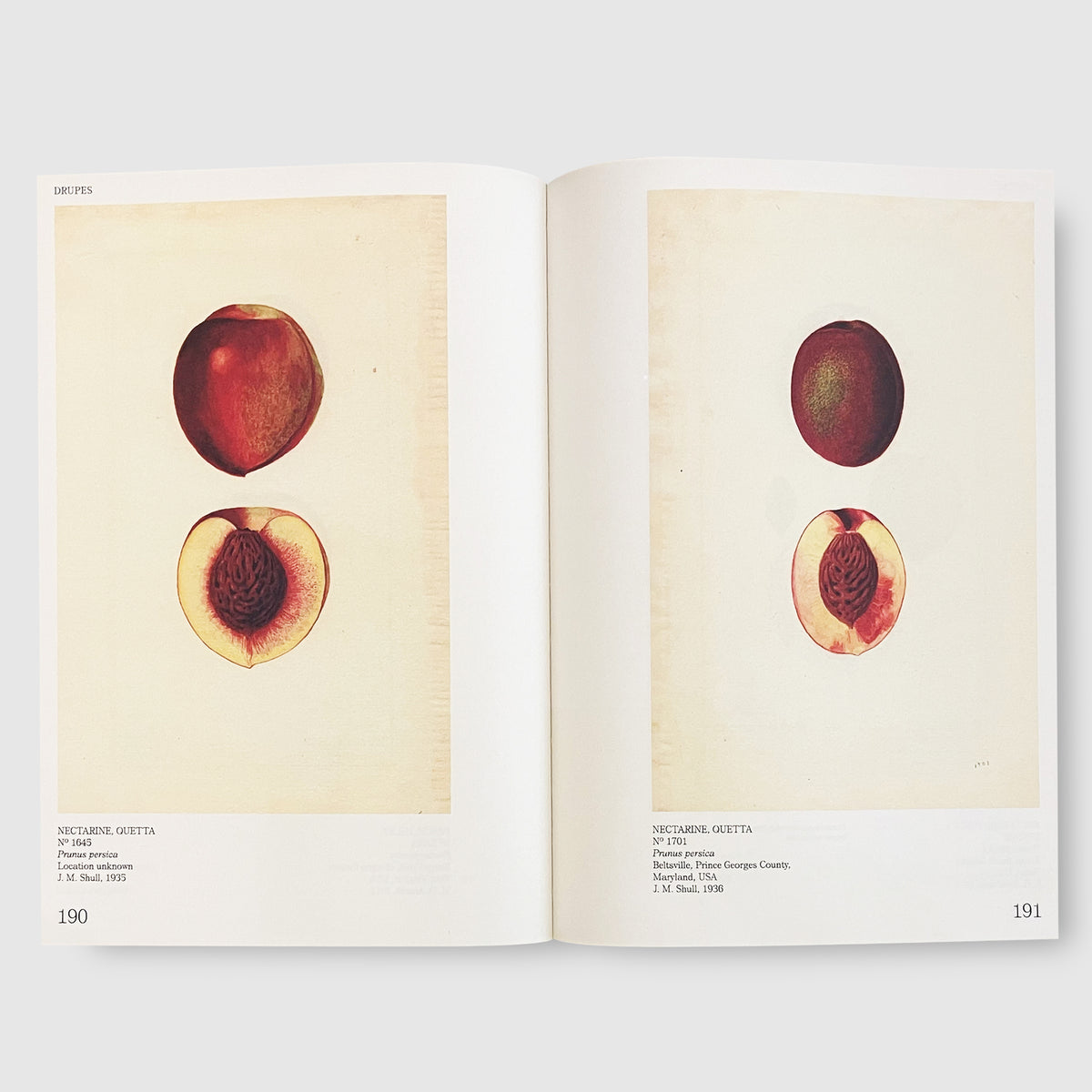 An Illustrated Catalog of American Fruits & Nuts Post Architecture Books