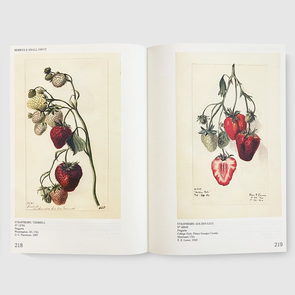 An Illustrated Catalog of American Fruits & Nuts