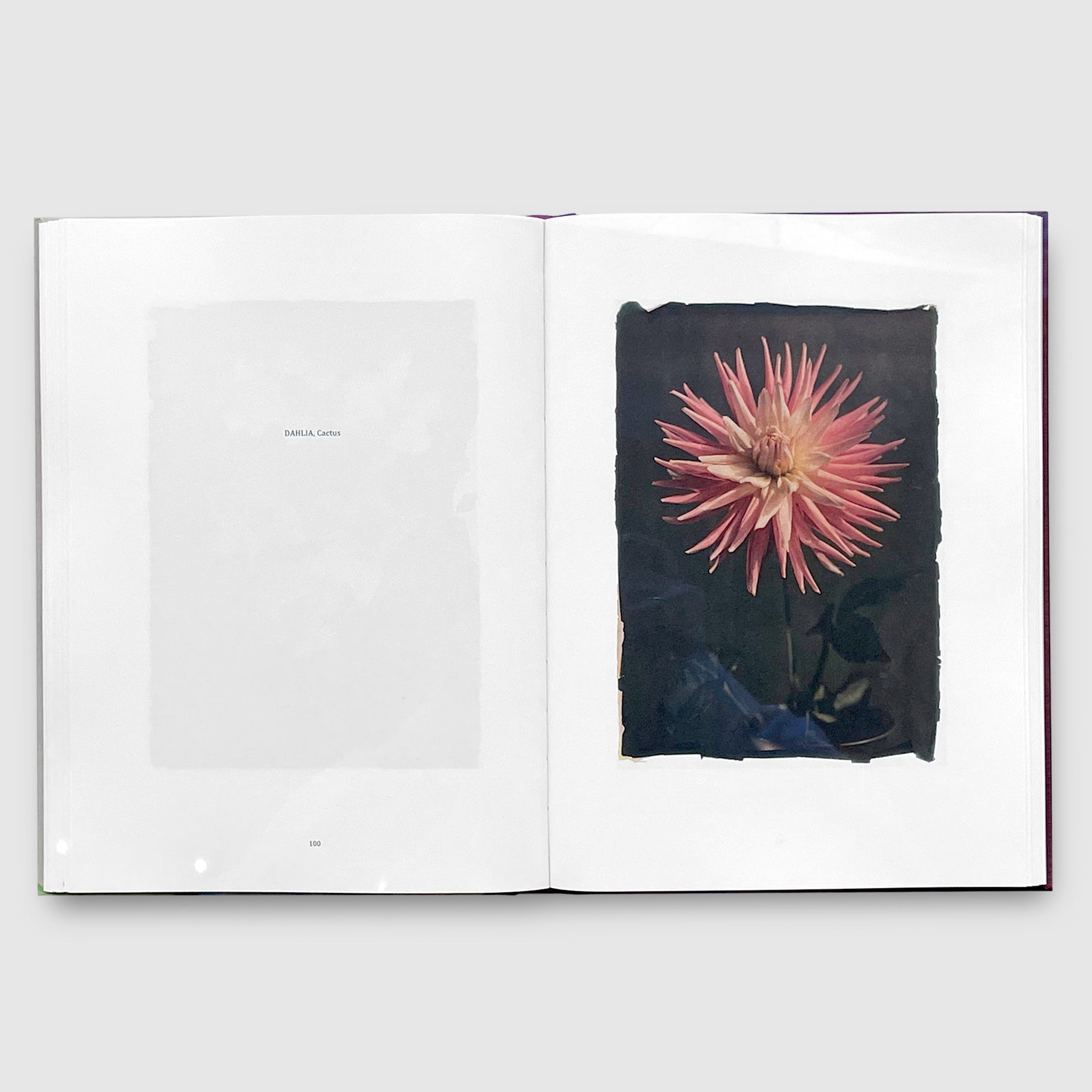 LES EXTRAVAGANTES / Leendert Blok 写真集 LES_EXTRAVAGANTES___07_1850x.