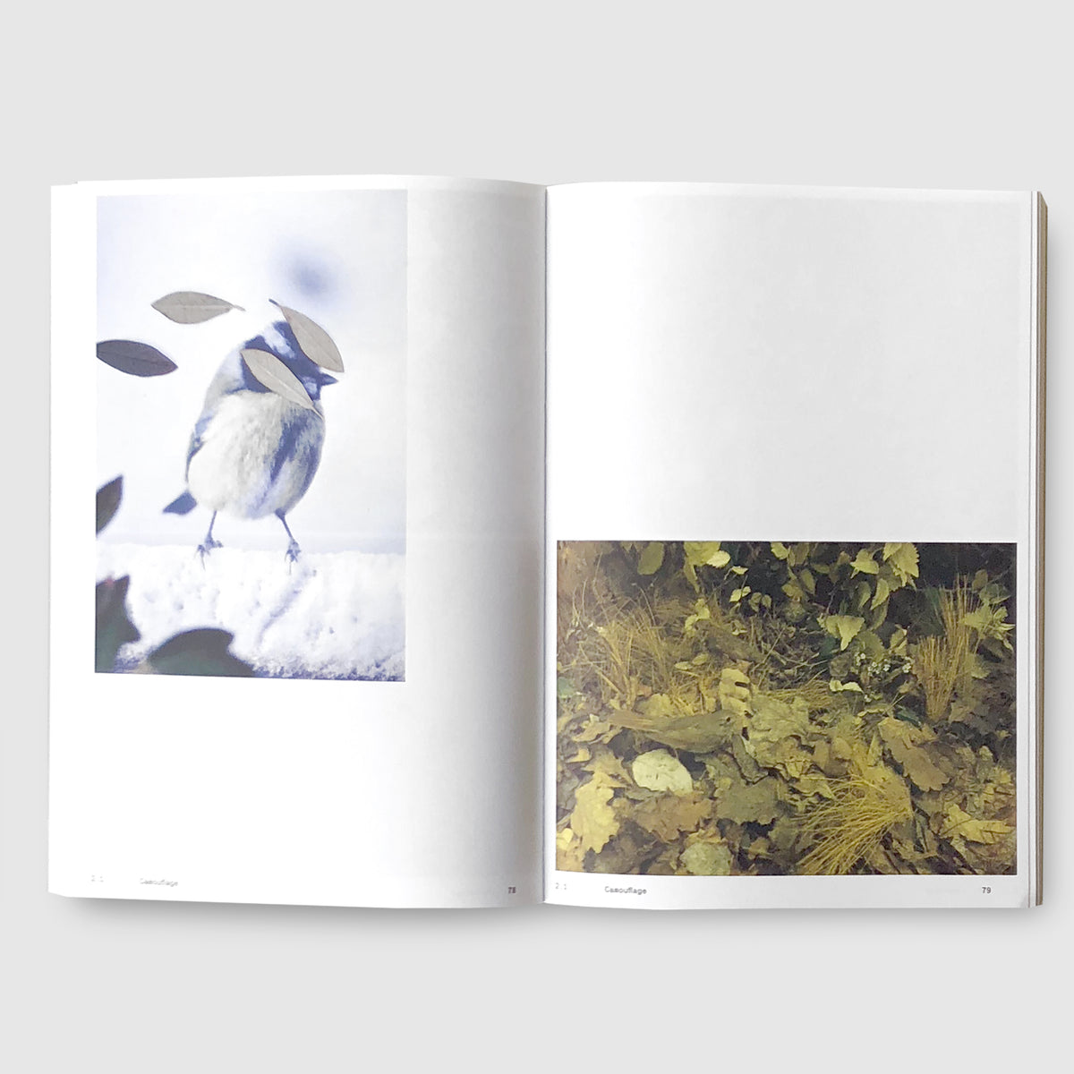 Anne Geene & Arjan De Nooy ｜ Ornithology | Post Architecture Books